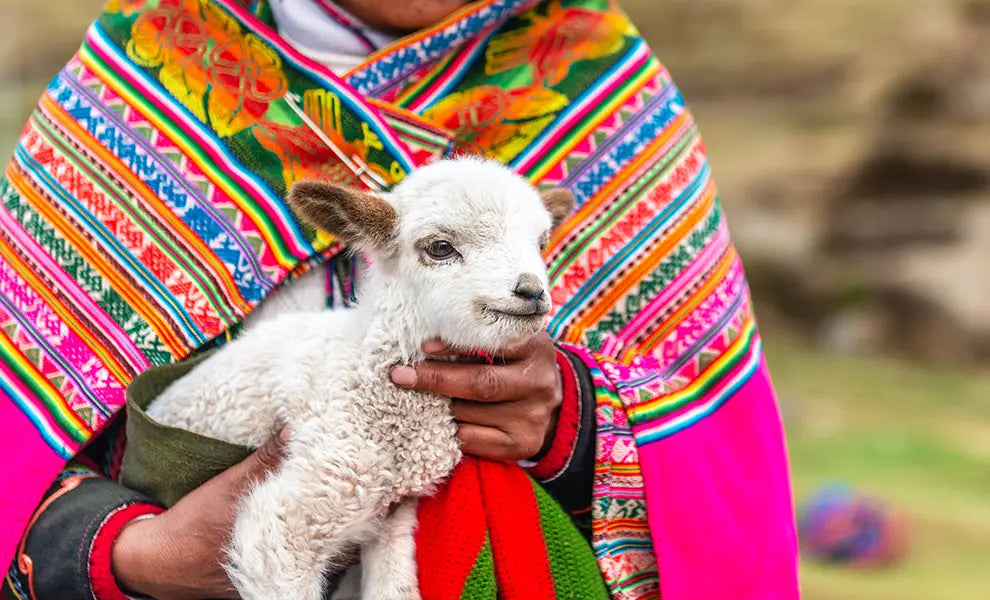 A fluffy white lamb with small brown ears held gently highlighting soft sheep’s wool for cozy otavalo hooded cardigan wool cardigans