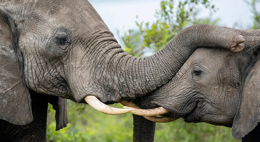 A tender moment between two elephants with gray wrinkled skin and long ivory tusks in a gentle embrace.