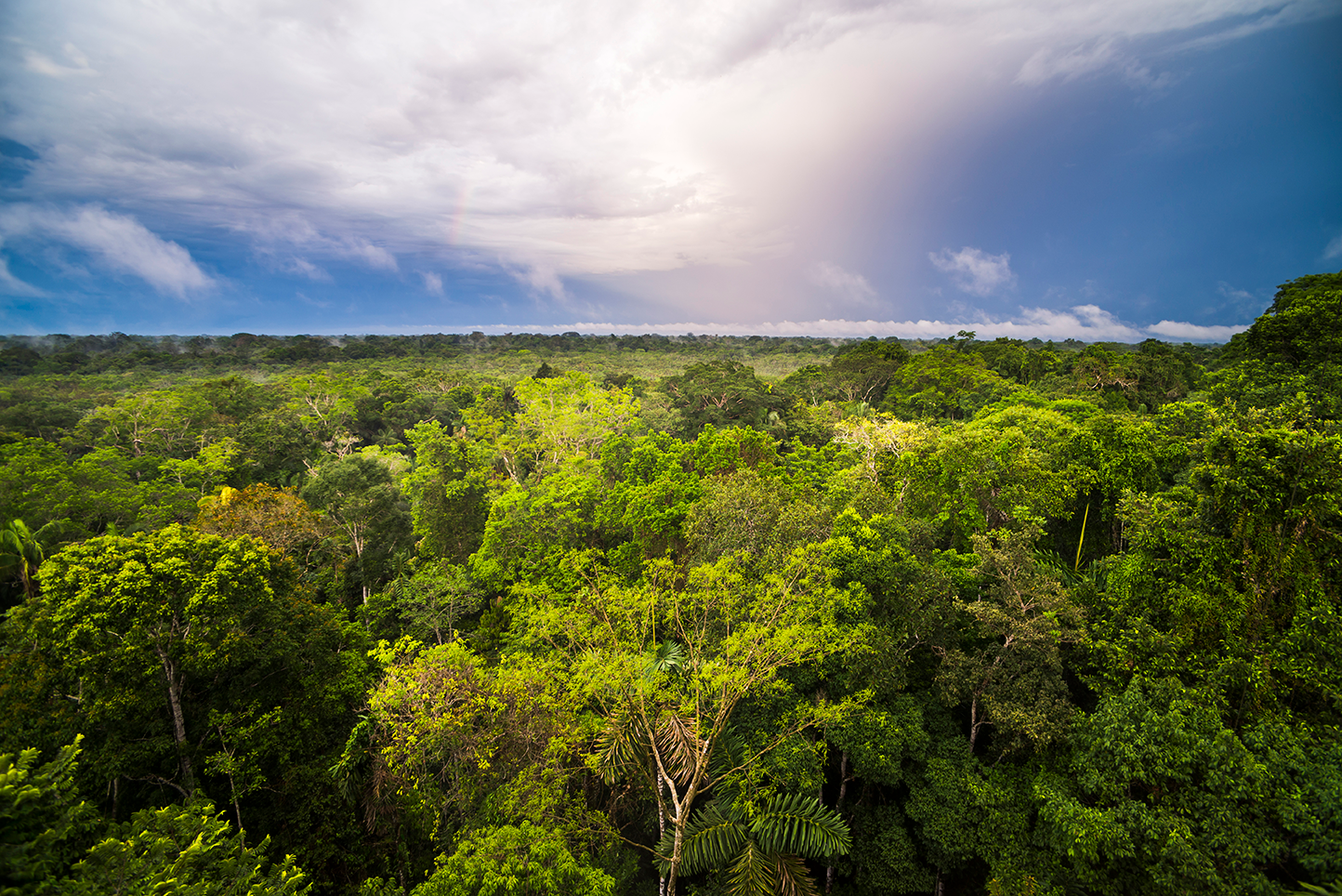 From Canopy to Craft