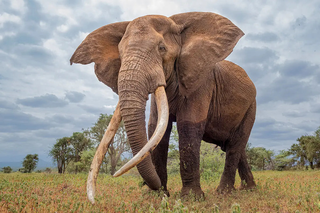 A majestic african elephant with wrinkled gray brown skin and long ivory tusks stands in grassy savanna under cloudy sky