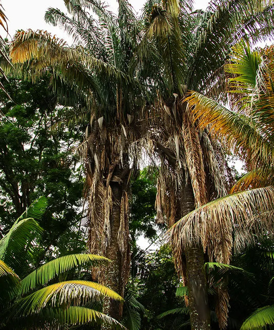 Tall palm tree with a rough textured trunk and vibrant green and yellow fronds in the tree behind the seed article.