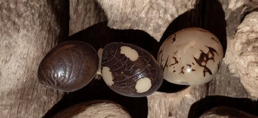Three polished oval-shaped tagua stone eggs with dark brown and cream patterns resting on rough wood surfaces