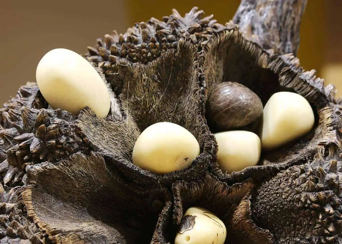 Cream-colored, smooth, oval-shaped nuts nestled within a dark brown, spiky, fibrous seed pod.