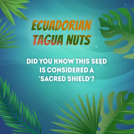 Ecuadorian tagua nuts, depicted as greenish-brown seeds with a smooth, hard shell and tropical leaf accents.